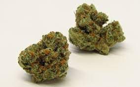  Pure Indica